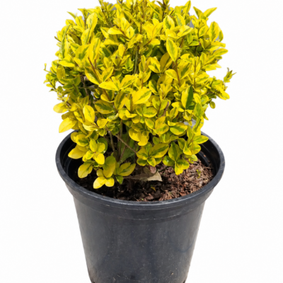 LIGUSTRUM OVALIFOLIUM AUREUM BALL 1OLT