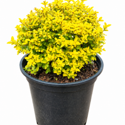 LIGUSTRUM UNDULATUM LEMON & LIME BALL 10LT