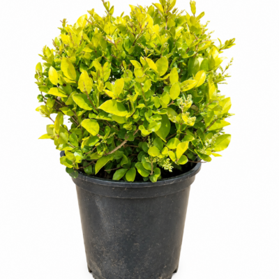 LIGUSTRUM VULGARE AUREA BALL 10LT