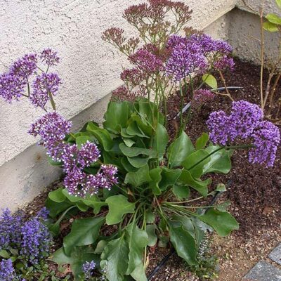 LIMONIUM PEREZZI 2.5LT