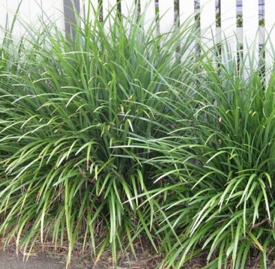 LIRIOPE EVERGREEN GIANT 2.5LT