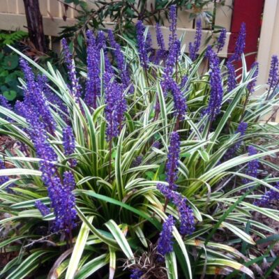 LIRIOPE MUSCARI VARIEGATA 2.5LT