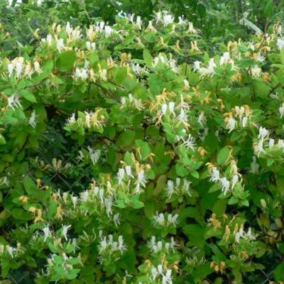 LONICERA HEKROTTII CREAM 10LT