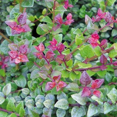 LONICERA NITIDA AUREA 2.5LT