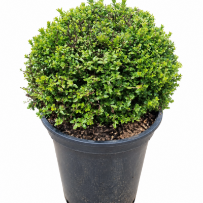 LONICERA NITIDA AUREA BALL 10LT