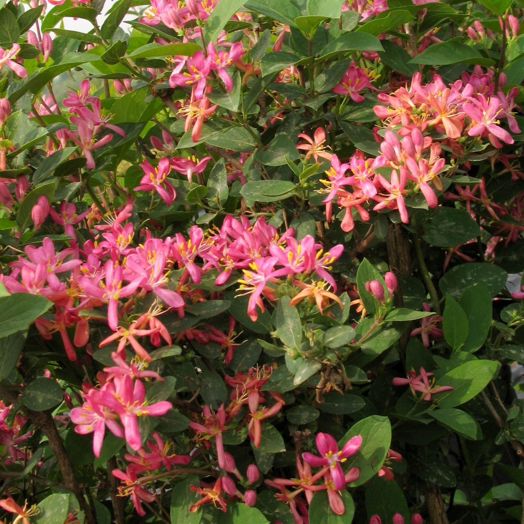 LONICERA TATARICA ZABELII 10LT