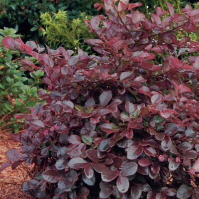 LOROPETALLUM CHINENSIS 10LT