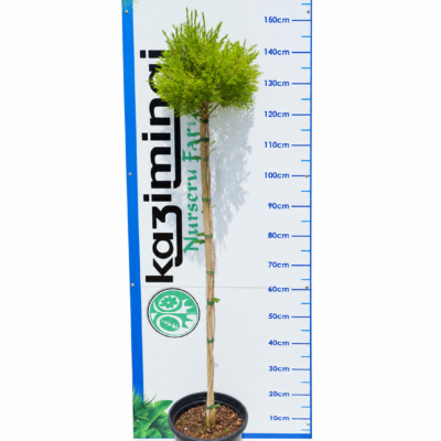 MELALEUCA JOHANNESBURG GOLD STANDARD 10LT
