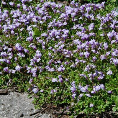 MAZUS BLUE 15CM POT