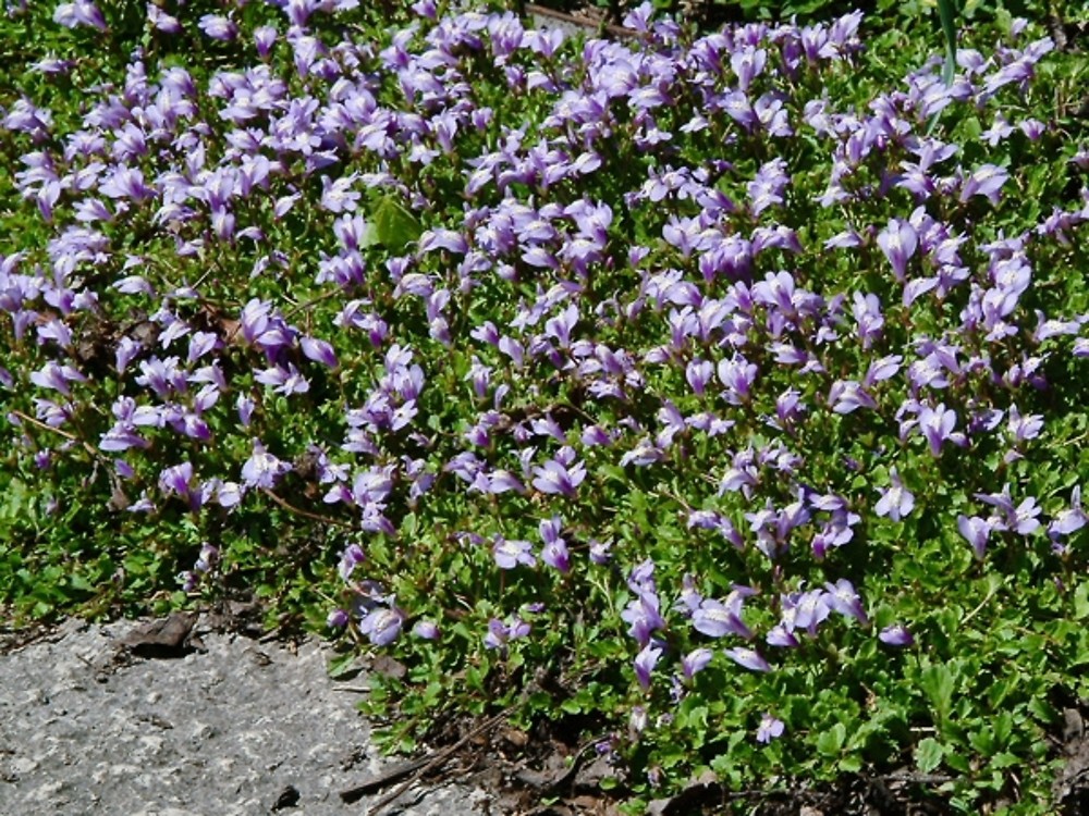 MAZUS BLUE 15CM POT