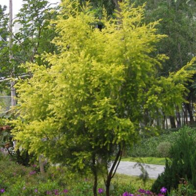 MELALEUCA JOHANNESBURG GOLD 20LT