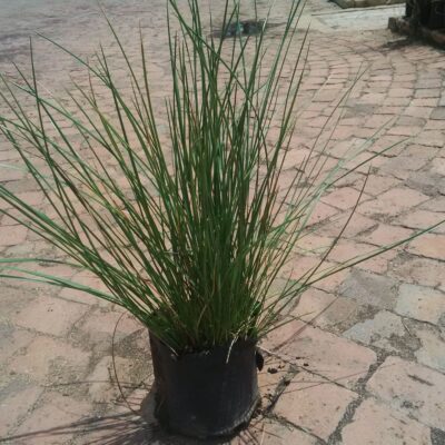 MERXMUELLERA CINCTA 2.5LT