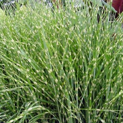 MISCANTHUS ZEBRINUS 2.5LT