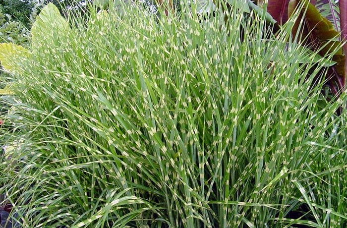 MISCANTHUS ZEBRINUS 2.5LT