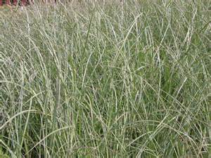 MISCANTHUS SINENSIS SILVER 2.5LT