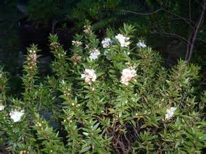 MYRTUS COMMUNIS MICROPHYLLUS 2.5LT