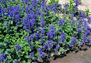 NEPHROLEPIS CORDIFOLIA 15CM POT