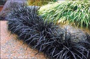 OPHIOPOGON BLACK DRAGON 2.5LT
