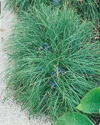 OPHIOPOGON JABURAN VITTATIS 1LT