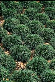 OPHIOPOGON JAPONICUS KYOTO  104 TRAY