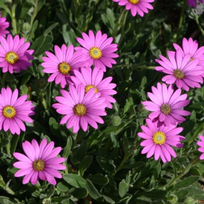 OSTEOSPERMUM VARIOUS 15CM POT