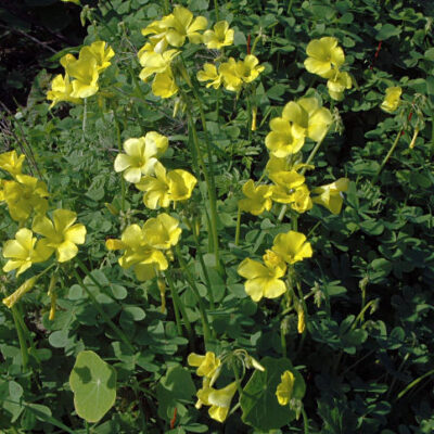OXALIS PES-CAPRAE (YELLOW) 2.5LT