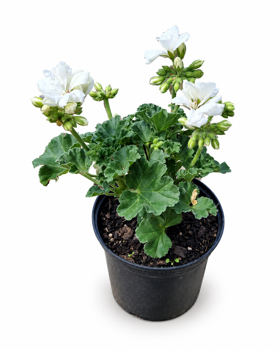 PELARGONIUM TURKANA VARIOUS 15CM POT - Image 3