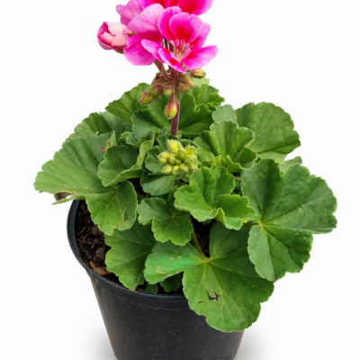PELARGONIUM TURKANA VARIOUS 15CM POT