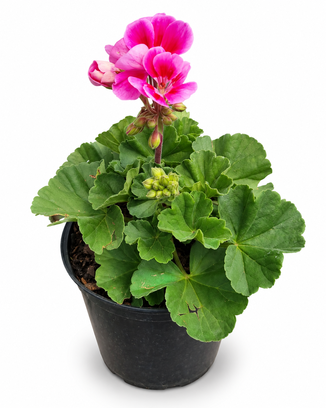 PELARGONIUM TURKANA VARIOUS 15CM POT