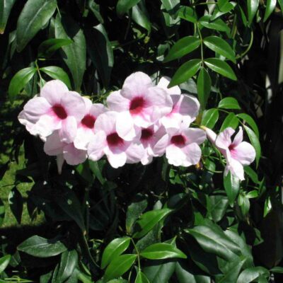 PANDOREA JASMINOIDES 10LT