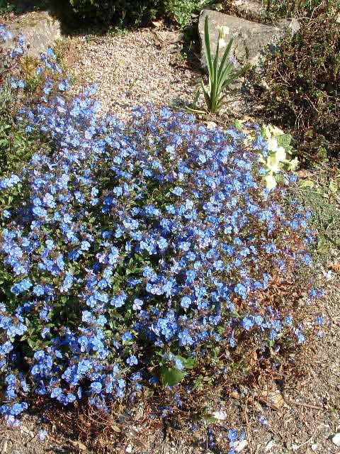 PARAHEBE CATARRACTAE BLUE 2.5LT