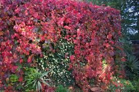 PARTHENOCISSUS QUINQUIFOLIA (VIRGINIA  CREEPER) 10LT