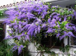 PETREA VOLUBILIS ALBA 10LT
