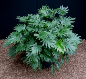 PHILODENDRON HAVANA (XANADU) 10LT