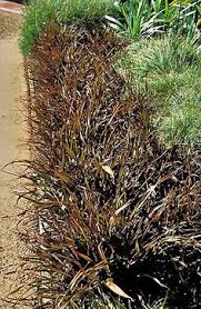 PHORMIUM TENAX BRONZE BABY 2.5LT