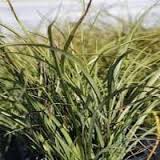 PHORMIUM TENAX GREEN 10LT