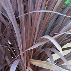 PHORMIUM TENAX RUBRA 10LT