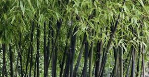 PHYLLOSTACHYS NIGRA (BLACK BAMBOO) 100LT