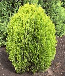 PLATYCLADUS ORIENTALIS AUREA NANA COMPACTA 10LT