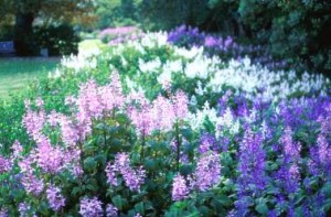 PLECTRANTHUS ECKLONII 2.5LT