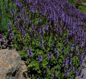 PLECTRANTHUS NEOCHILUS 2.5LT