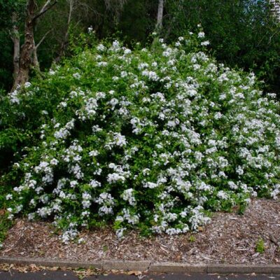 PLUMBAGO CAPENSIS WHITE 10LT