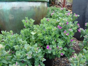 POLYGALA FRUTICOSA  PETITE 2.5LT