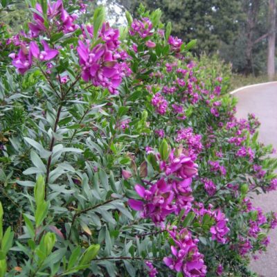 POLYGALA MYTRIFOLIA 10LT