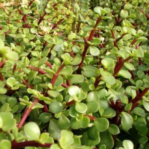 PORTULACARIA AFRA (BIG LEAF) 10LT