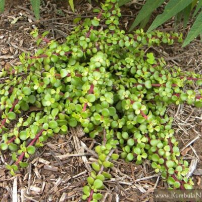 PORTULACARIA AFRA PROSTRATA (SMALL LEAF) 15CM POT