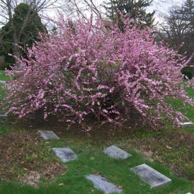 PRUNUS GLANDULOSA ROSEA 10LT