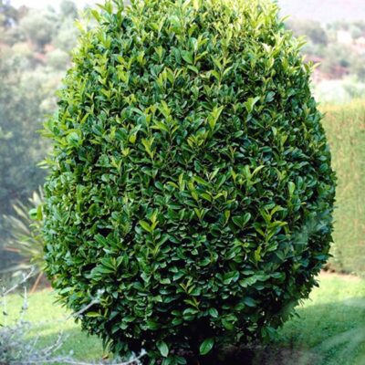 PRUNUS LAUROCERASUS 10LT