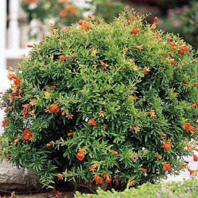PUNICA GRANATUM NANA 2.5LT