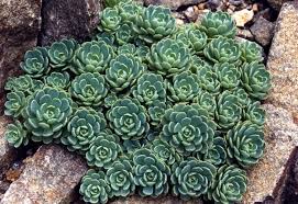 RHODIOLA PACHYCLADOS 15CM POT